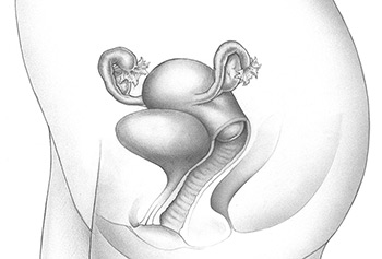 Cervix cross-section.