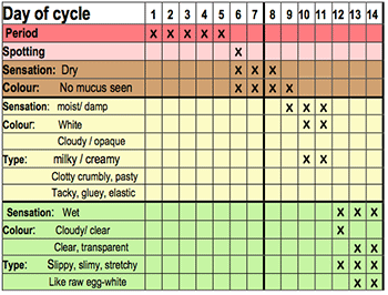 Chart Showing the later time of the cycle.