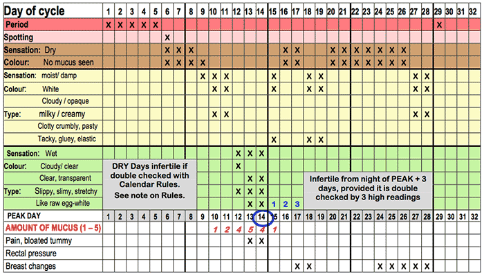 Menstrual Cycle Symptoms Chart