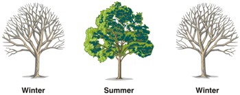 The fertility cycle represented by the seasons of a tree: winter - summer winter.