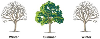 Colours of Fertility The fertility cycle represented by the seasons of a tree: winter - summer winter.