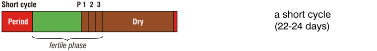 A Short Cycle A short cycle is typically between 22 and 24 days.