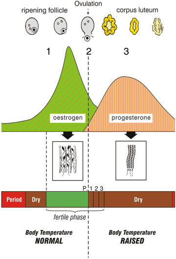 Just before the egg is release there is a peak in the level of the hormone oestrogen, motorway mucus is present and body temperature. When the egg is released the level of the hormone progesterone rises, as does body temperature.