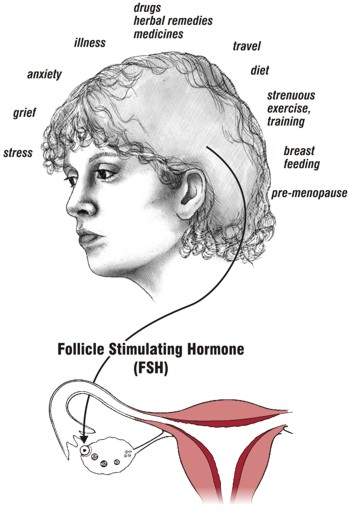 Factors Affecting FSH Production Production of the Folicle Stimulating Hormone can be affected by many factors, such as: stress, grief, anxiety, illness, drugs, herbal remedies, medicines, travel, diet, strenuous exercise, breast feeding, pre-menopause.