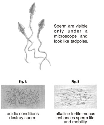 Sperm are visible only under a microscope and look like tadpoles. Acidic conditions destroy sperm. Alkaline fertile mucus enhances sperm life and mobility.