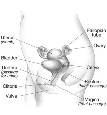 Female Reproductive System A simplified view of the pelvic area.