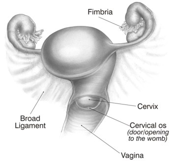 Female Reproductive System Isolated womb.