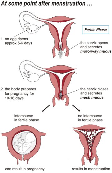 At some point after menstruation: 1. An egg ripens (approximately 5 - 6 days); 2. The body prepares for pregnancy (10 - 16 days); 3. Intercourse in the fertile phase can result in pregnancy, whilst no intercourse in the fertile phase results in menstruation.