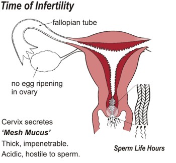 Time of Infertility. Cervix secretes 'Mesh Mucus' which is thick, impenetrable, acidic and hostile to sperm. Sperm life is a matter of hours.