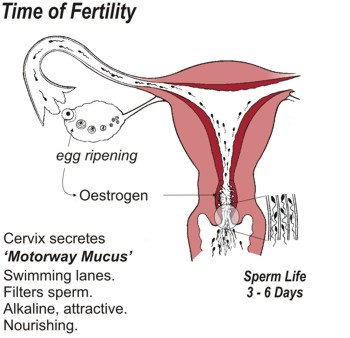 Time of Fertility Time of Fertility. Cervix secretes 'Motorway Mucus' which creates swimming lanes, filters sperm, is alkaline, attractive and nourishing. Sperm life is three to six days.