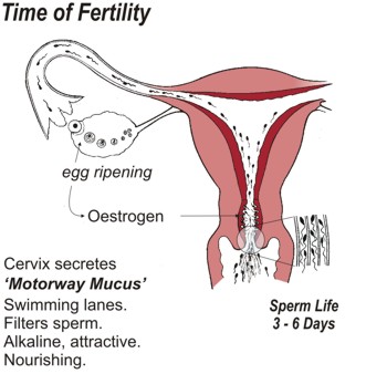 Time of Fertility. Cervix secretes 'Motorway Mucus' which creates swimming lanes, filters sperm, is alkaline, attractive and nourishing. Sperm life is three to six days.