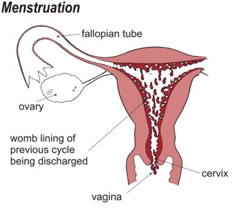 Menstruation Menstruation. The womb lining of the previous cycle is discharged.