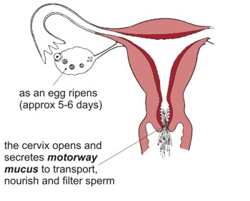 As an egg ripens (approx five to six days) the cervix opens and secretes 'motorway mucus' to transport, nourish and filter sperm. No intercourse at this time: no pregnancy.