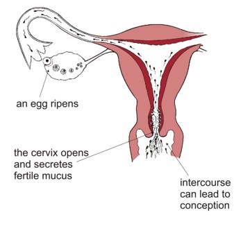 As an egg ripens the cervix opens and secretes fertile mucus. Intercourse can lead to conception.