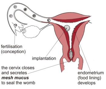 Womb Preparation Phase After fertilisation and implantation the cervix closes and secretes 'mesh mucus' to seal the womb.