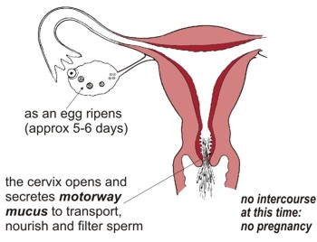 The egg ripening phase (approximately 5 - 6 days). The cervix opens and secretes 'motorway mucus' to transport, nourish and filter sperm. No intercourse at this time: no pregnancy.