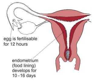 Ovulation and womb preparation. The egg is fertilisable for 12 hours. Endometrium (food lining) develops for 10 - 16 days.
