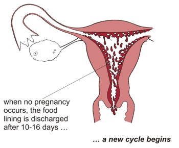 Leading to menstruation. When no pregnancy occurs, the food lining is discharged after 10 - 16 days ... a new cycle begins.