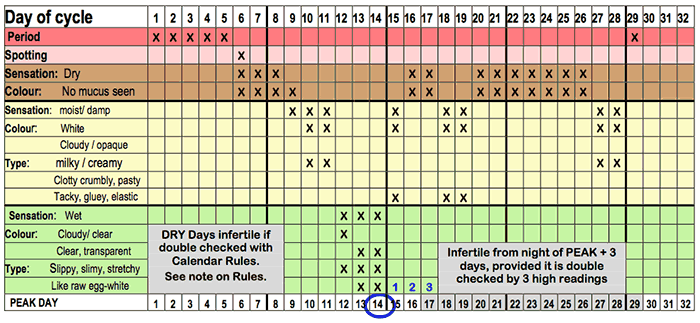 Complete Mucus Chart Complete mucus chart showing all the days of the cycle.