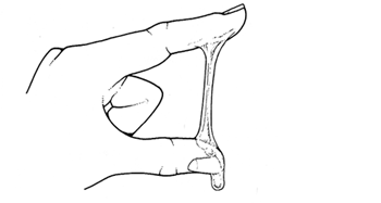 Stage 2c Mucus.