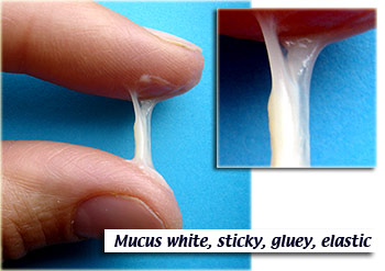 Stage 2 Mucus.