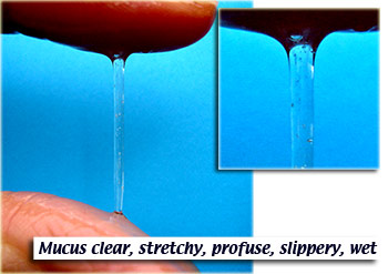 Stage 4 Mucus.