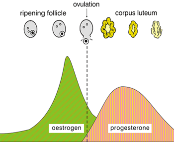 Hormone Graph An example graph showing the rise and fall of oestrogen before ovulation, then the rise and fall of progesterone afterwards.