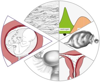 Fertility Education Various examples of artwork from the site.