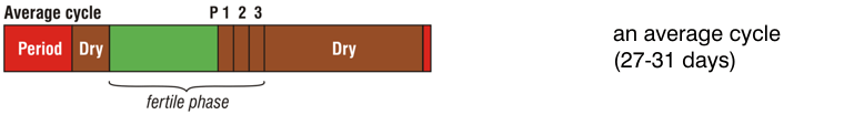 An Average Cycle An average cycle is typically between 27 and 31 days.
