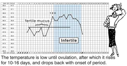 The Temperature Chart if Pregnancy is not Achieved The temperature is low until ovulation, after which it rises for 10 - 16 days, and drops back with onset of period.