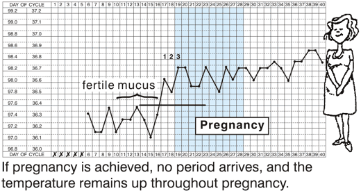 The Temperature Chart During Pregnancy If pregnancy is achieved, no period arrives, and the temperature remains up throughout the pregnancy.