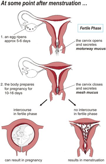 The Egg Ripening Phase At some point after menstruation: 1. An egg ripens (approximately 5 - 6 days); 2. The body prepares for pregnancy (10 - 16 days); 3. Intercourse in the fertile phase can result in pregnancy, whilst no intercourse in the fertile phase results in menstruation.