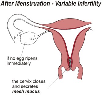 After Menstruation After menstruation, variable infertility. If no egg ripens immediately, the cervix closes and secretes mesh mucus.