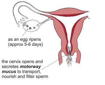 The Fertile Time As an egg ripens (approx five to six days) the cervix opens and secretes 'motorway mucus' to transport, nourish and filter sperm. No intercourse at this time: no pregnancy.