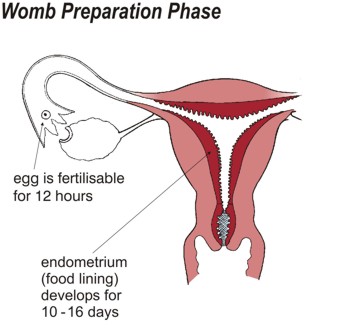Womb Preparation Phase The egg is fertilisable for twelve hours. Endometrium (food lining) develops for ten to sixteen days.