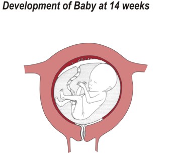 Development Development at fourteen weeks.